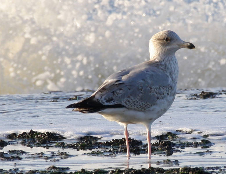 Urlaub am meer Callantsoog LekkerNaarZee